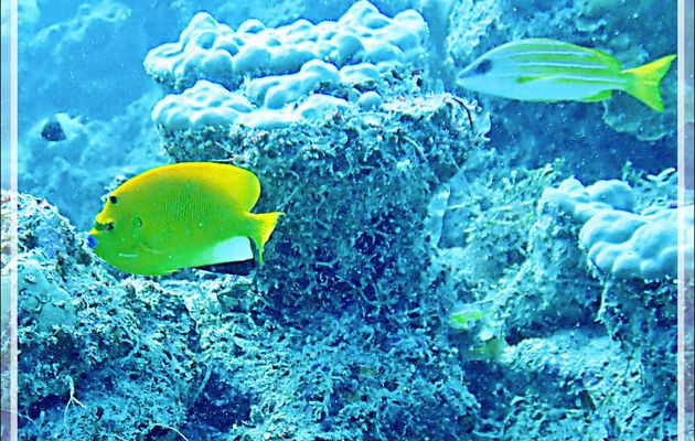 Poisson-ange à trois taches (Apolemichthys trimaculatus) - Plongée à l'île Bijoutier - Seychelles