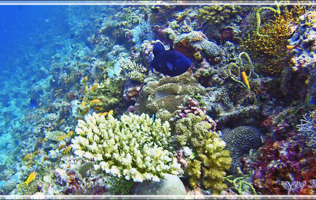 Baliste bleu ou à dents rouges, Bourse manène, Red-toothed or blue or redfang triggerfish (Odonus niger) - Moofushi Kandu - Atoll d'Ari - Maldives
