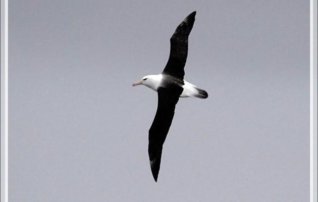 9 mars 2019 : après 2 jours de mer, nous approchons de la Géorgie du Sud, au petit matin, le navire est suivi par des Albatros et des Pétrels