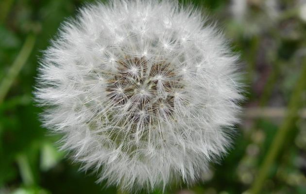 l'Eurovision en fleur ... lol lol
