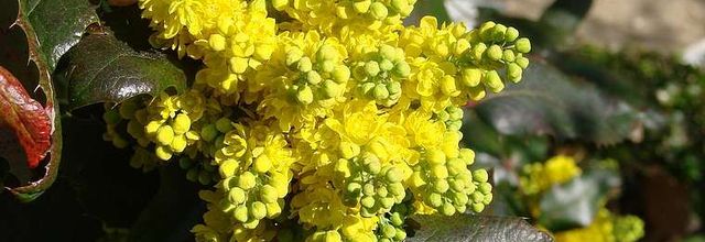 Fleurs - Jardin du Thabor - Rennes