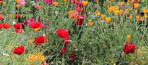 Scènes de jardin (2)