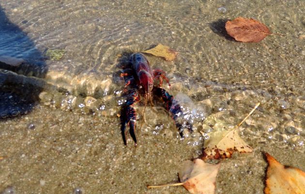 un écrevisse au lac de la Cadie