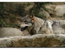 Loup et Louveteaux