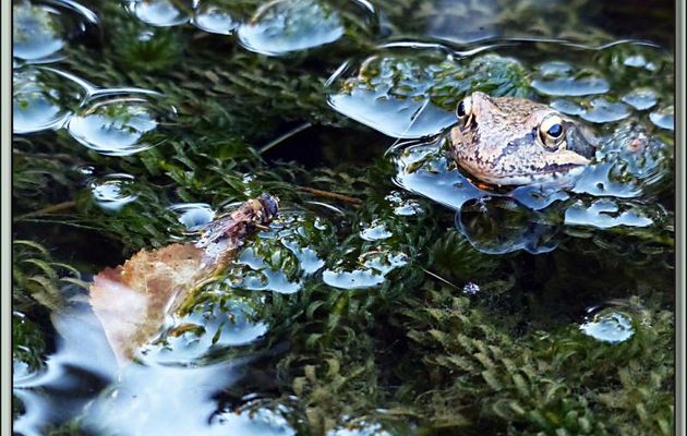 Fable (bis) : La grenouille rousse et la mouche syrphe, où la raison du plus gros est souvent la meilleure..