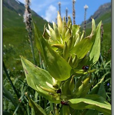 Hannetons des jardins ou Hannetons horticoles (Phyllopertha horticola) sur gentianes - Vallon d'Esquierry - Oô - 31