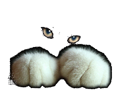 SUPERSTITIONS - LE CHAT NOIR