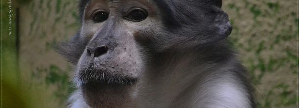 Ménagerie du Jardin des Plantes : Loango's family