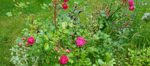 Un jour, une rose : 'Bonjour Luxembourg'