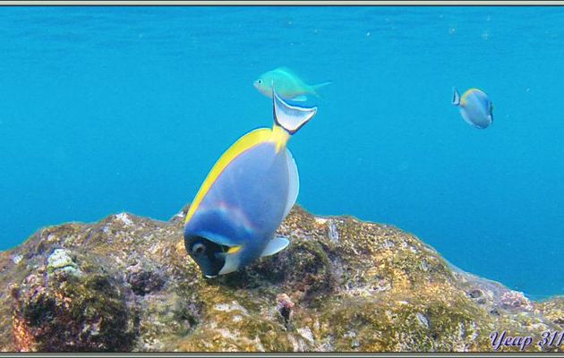Chirurgien à poitrine blanche (Acanthurus leucosternon) - Athuruga - Atoll d'Ari - Maldives