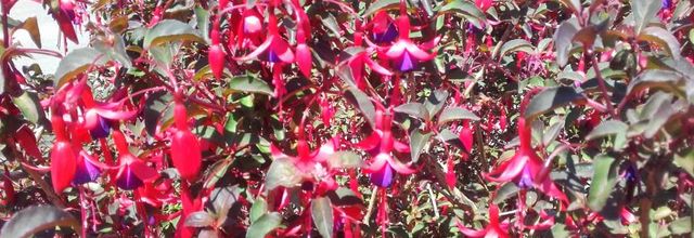  Fuschias le retour 