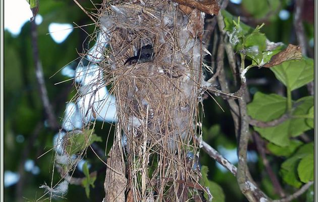 Souimanga (Colibri) des Seychelles (Cinnyris dussumieri) dans son nid - Bird Island - Seychelles