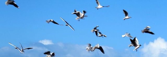 en bord de mer ... (33)