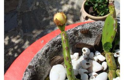 Cactus  du Jardin 2011