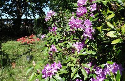 Jardin en fleurs...