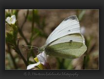 Piéride du chou (Pieris brassicae) - Pieridae
