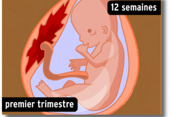 Le développement foetal