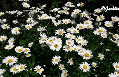 Le parterre de marguerites de notre jardin...
