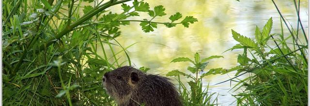 Ragondin (1) - Myocastor coypus / Bébé Ragondin