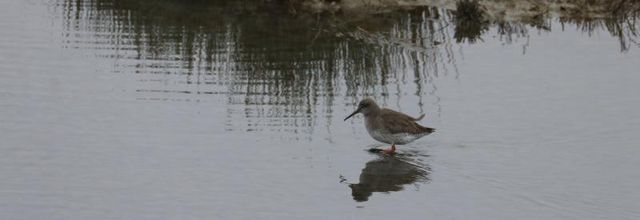 AU TEICH EN JANVIER (2/2)