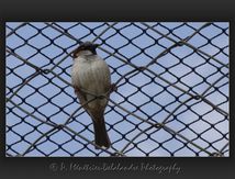 Moineau domestique - Passer domesticus - Passériformes