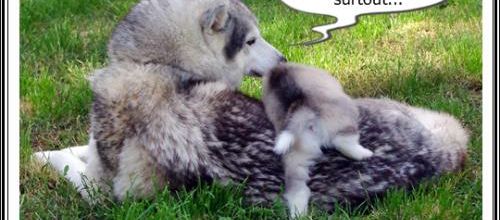 Portée Husky Elouka J+27 (19 juillet)