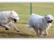 Les Chars d'Assaut