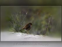 Rougegorge familier - Erithacus rubecula - Passériformes