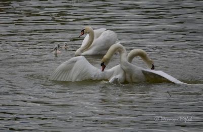 Lac Daumesnil : "Le combat des chefs"