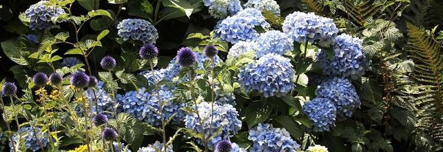 Juillet très "fleur bleue"!