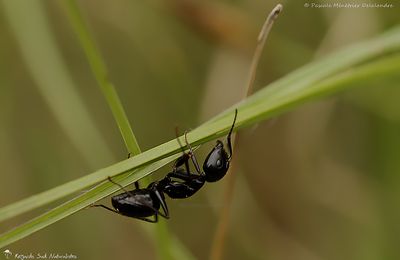 La petite bête qui monte et qui descend