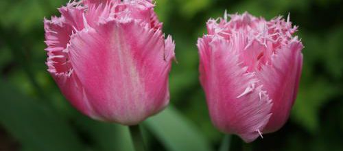 Tulipes tardives