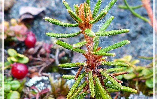 Thé du Labrador, Labrador tea, Muskeg tea (Ledum palustre) - Edinburgh Island - Nunavut - Canada