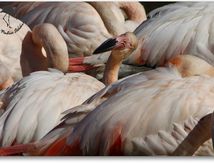Flamants roses - Phoenicopterus roseus