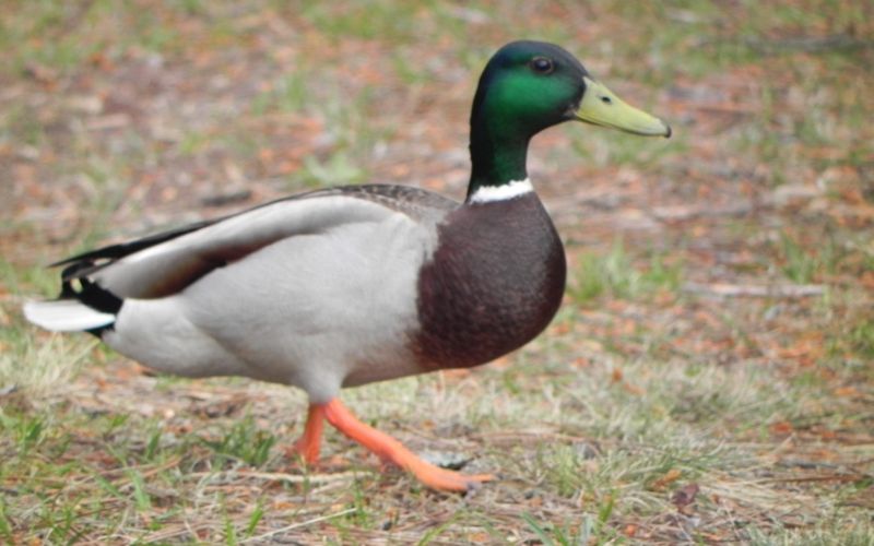mes canards du jour !
