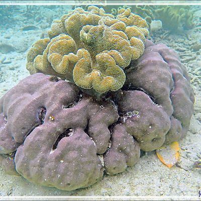 Snorkeling à Triton Bay  : divers coraux, Arbres de Noël, etc. - Papua Barat - Papouasie - Indonésie