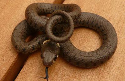 Couleuvre à collier  -  Natrix natrix
