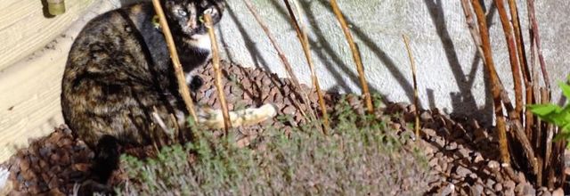 Dimanche c'est chat en jardin