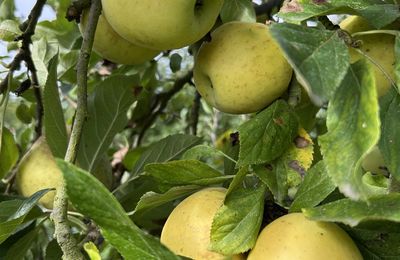 Derniers jours cueillette 2025