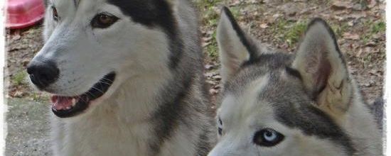 A adopter, deux huskys! 