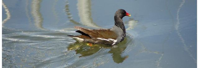 Gallinule et son trésor - 2015
