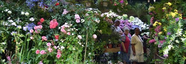 L'Île de la Cité : Marché aux fleurs Reine Elisabeth II