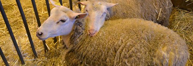 Salon International de l'Agriculture : Le mouton Boulonnais 