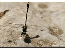 Onychogomphe à crochets ♂ - Onychogomphus uncatus