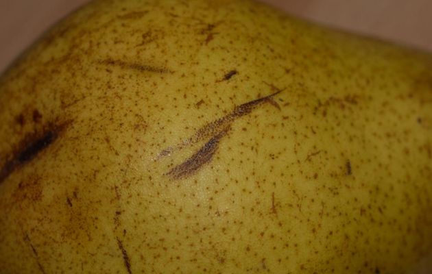 UNE POIRE POUR LA SOIF