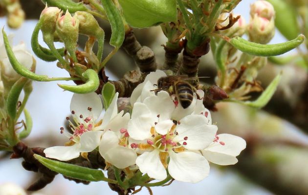 une abeille sur mes fleurs