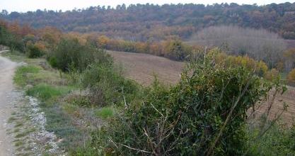 SERGE BARLAN- ARAGON DOMAINE DE BANCALIS (Dept11) Site offert au club le Béryl de Tournefeuille en 1991