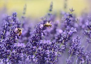La saison de la Création, un temps de jubilé pour la terre