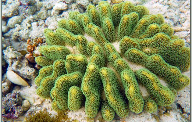 Corail mou de type Cnidaire "Sinulaire ou Alcyonaire digité" vert fluo ... avant que je ne le touche - Anse Marie-Louise - Mahé - Seychelles