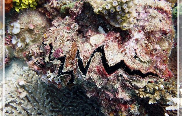 Huître zig-zag ou crête de coq, Zig-zag clam, Cock's comb oyster (Lopha cristagalli) - Beangovo - Tsarabanjina - Mitsio - Madagascar
